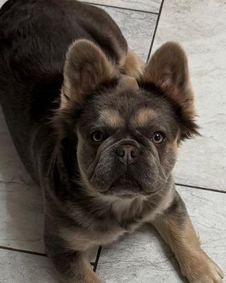 Bulldog francese fluffy esotico