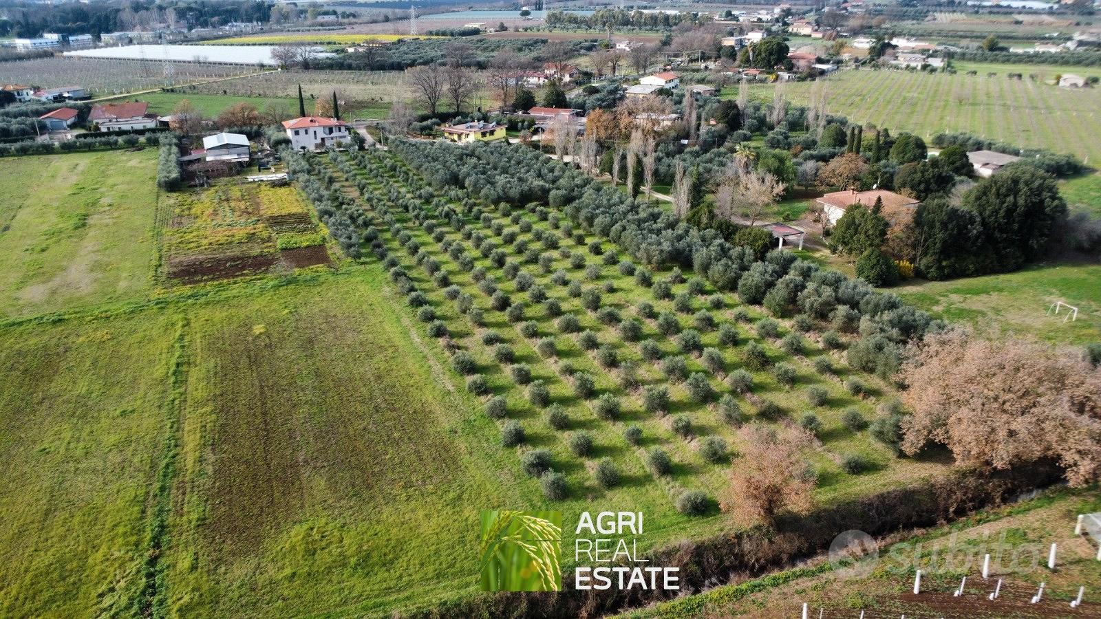 Uliveto di 1 HA con 200 piante e pozzo - Vista 3