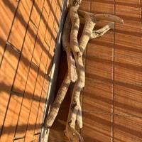 Legni terrario  o teca rettili