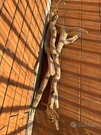 Legni terrario  o teca rettili