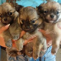 Cuccioli di POMCHI (pomeriana e chihuahua)