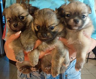 Cuccioli di POMCHI (pomeriana e chihuahua)