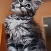 Maine Coon vari colori