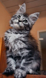 Maine Coon vari colori