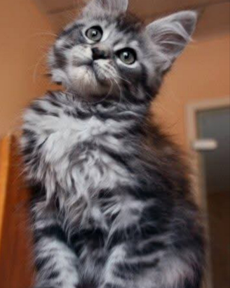 Maine Coon vari colori