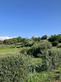 TER. AGRICOLO A SAN CARLO CANAVESE