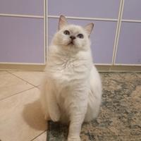 Gattina RAGDOLL l