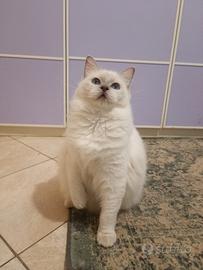 Gattina RAGDOLL l