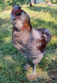 Galletti Araucana x Moroseta