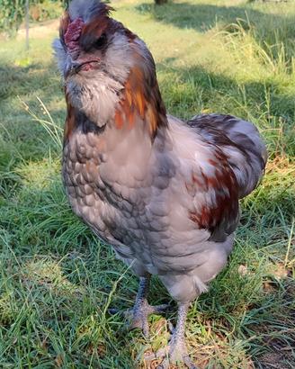 Galletti Araucana x Moroseta
