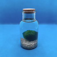 Kit MARIMO Alga Palla in Barattolo pianta viva