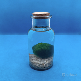 Kit MARIMO Alga Palla in Barattolo pianta viva