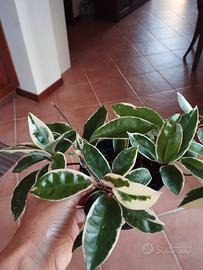 Hoya Crimson Queen 