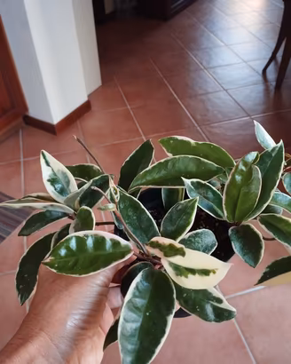 Hoya Crimson Queen 