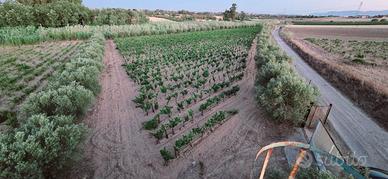 Vignetto con quote e ulivetto