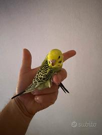 Cocorito