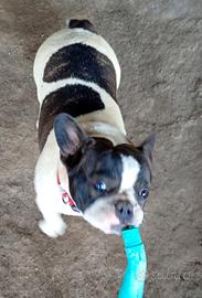 Bulldog francese