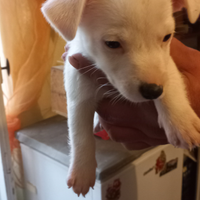 Cuccioli jack russell