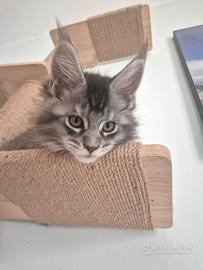 Cucciolo di Maine coon
