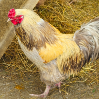 Gallo Olive egger