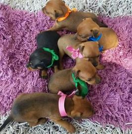Cuccioli pinscher toy