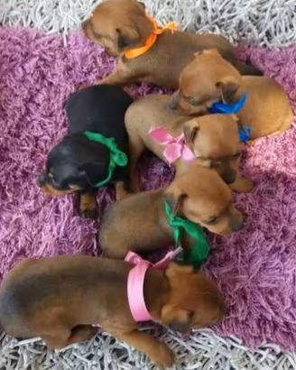 Cuccioli pinscher toy