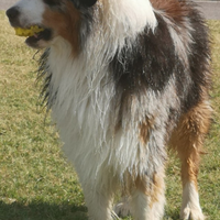 PASTORE AUSTRALIANO BLUE MERLE per MONTE