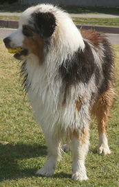 PASTORE AUSTRALIANO BLUE MERLE per MONTE