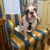 Bulldog francese maschio per accoppiamento