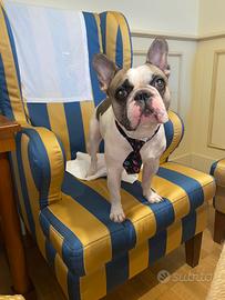 Bulldog francese maschio per accoppiamento