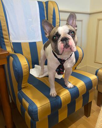 Bulldog francese maschio per accoppiamento