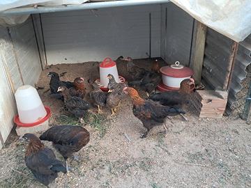 Coppie di marans