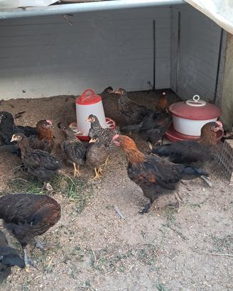 Coppie di marans