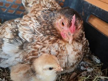 Galline nane