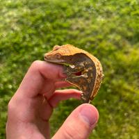 Geco Ciliatus Baby tricolor