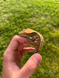 Geco Ciliatus Baby tricolor