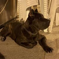 Cucciolo di cane corso