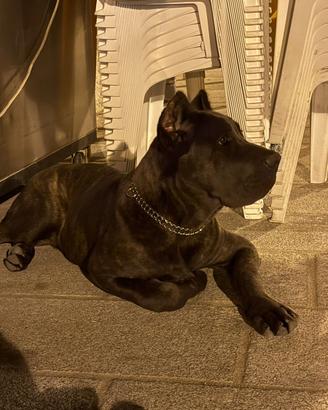Cucciolo di cane corso