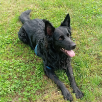 Pastore Belga italiano