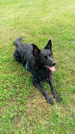 Pastore Belga italiano