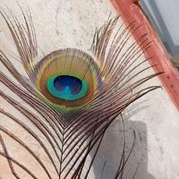 Animali com.pro leggi