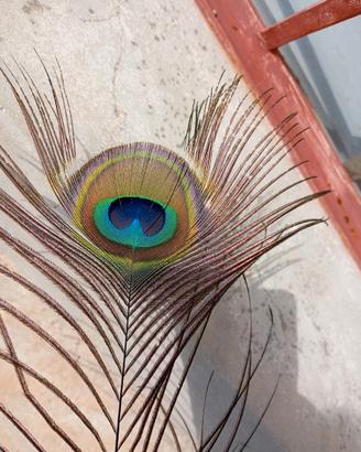 Animali com.pro leggi