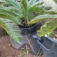 Cycas
