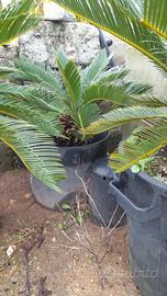 Cycas