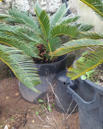Cycas