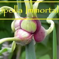 Cipolla Egiziana (o Immortale o Che Cammina)