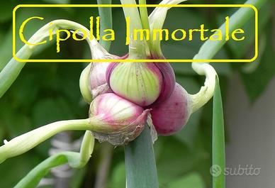 Cipolla Egiziana (o Immortale o Che Cammina)