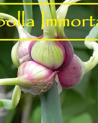 Cipolla Egiziana (o Immortale o Che Cammina)