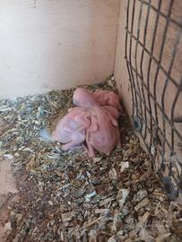 Parrocchetti dal collare da imbecco