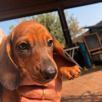 Bassotti tedeschi nani/Kaninchen alta genealogia